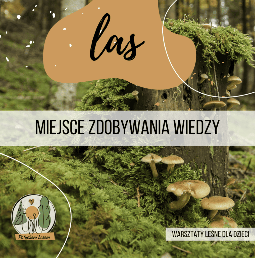 oswajamylas-1_zdjęcie
