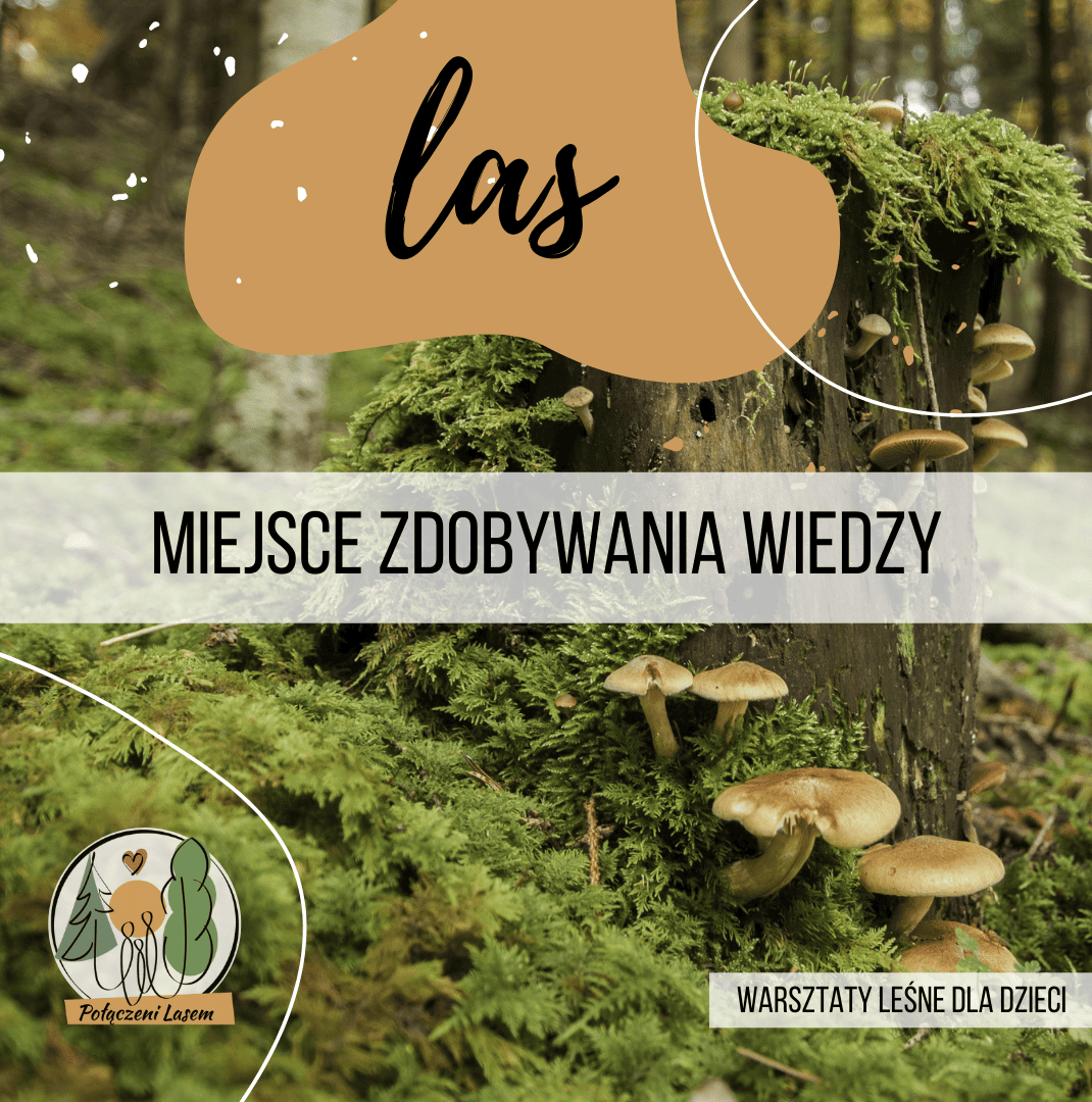 oswajamylas-1_zdjęcie