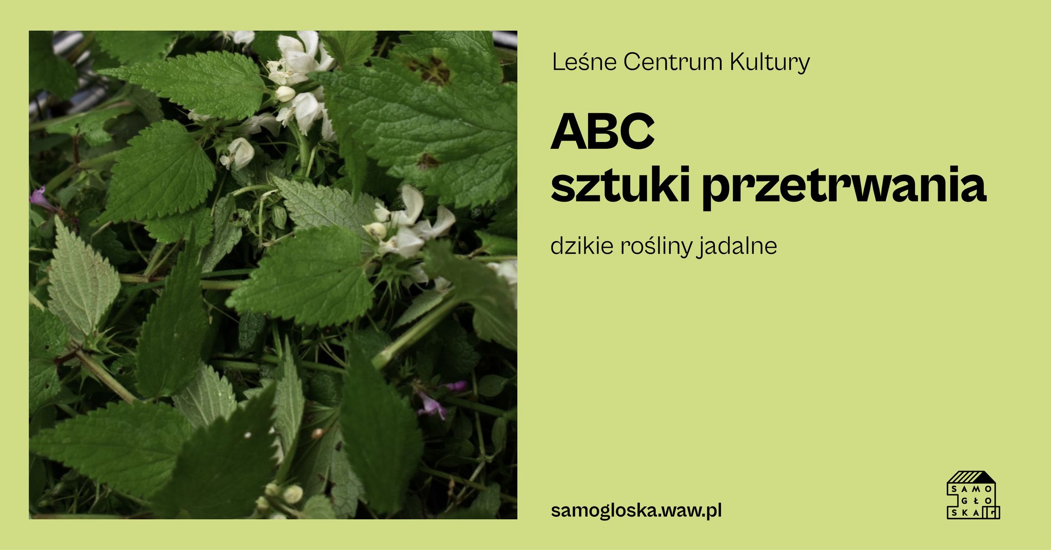 ABC sztuki przetrwania - dzikie rośliny jadalne